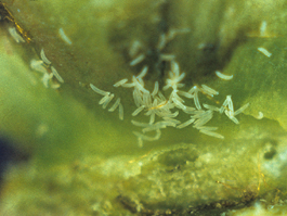 Pearleaf blister mite (E. Beers)