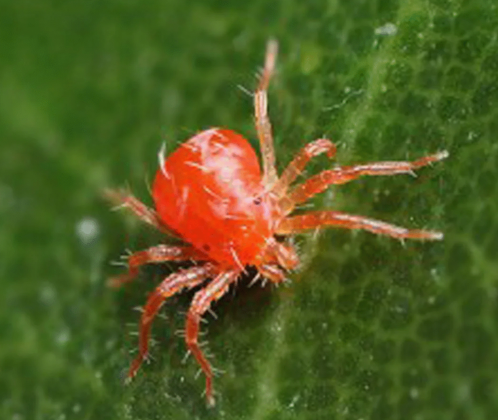 red spider mite