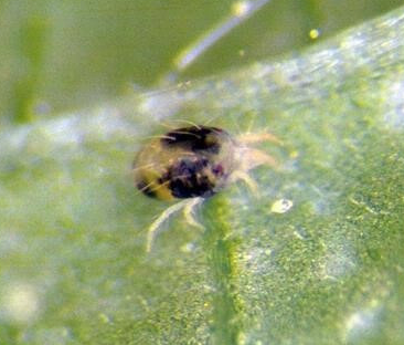 two-spotted spider mite