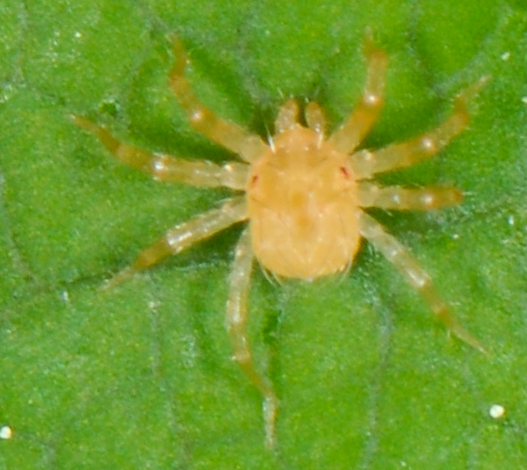 yellow mite