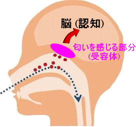 オルソネーザル