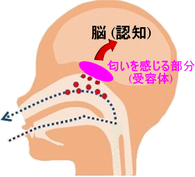 レトロネーザル