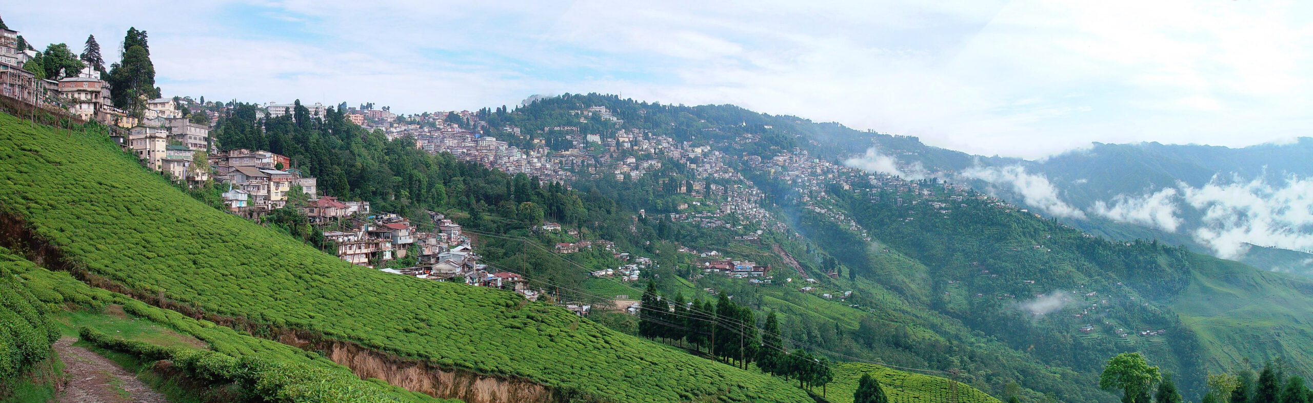 🇮🇳Darjeeling (産地)