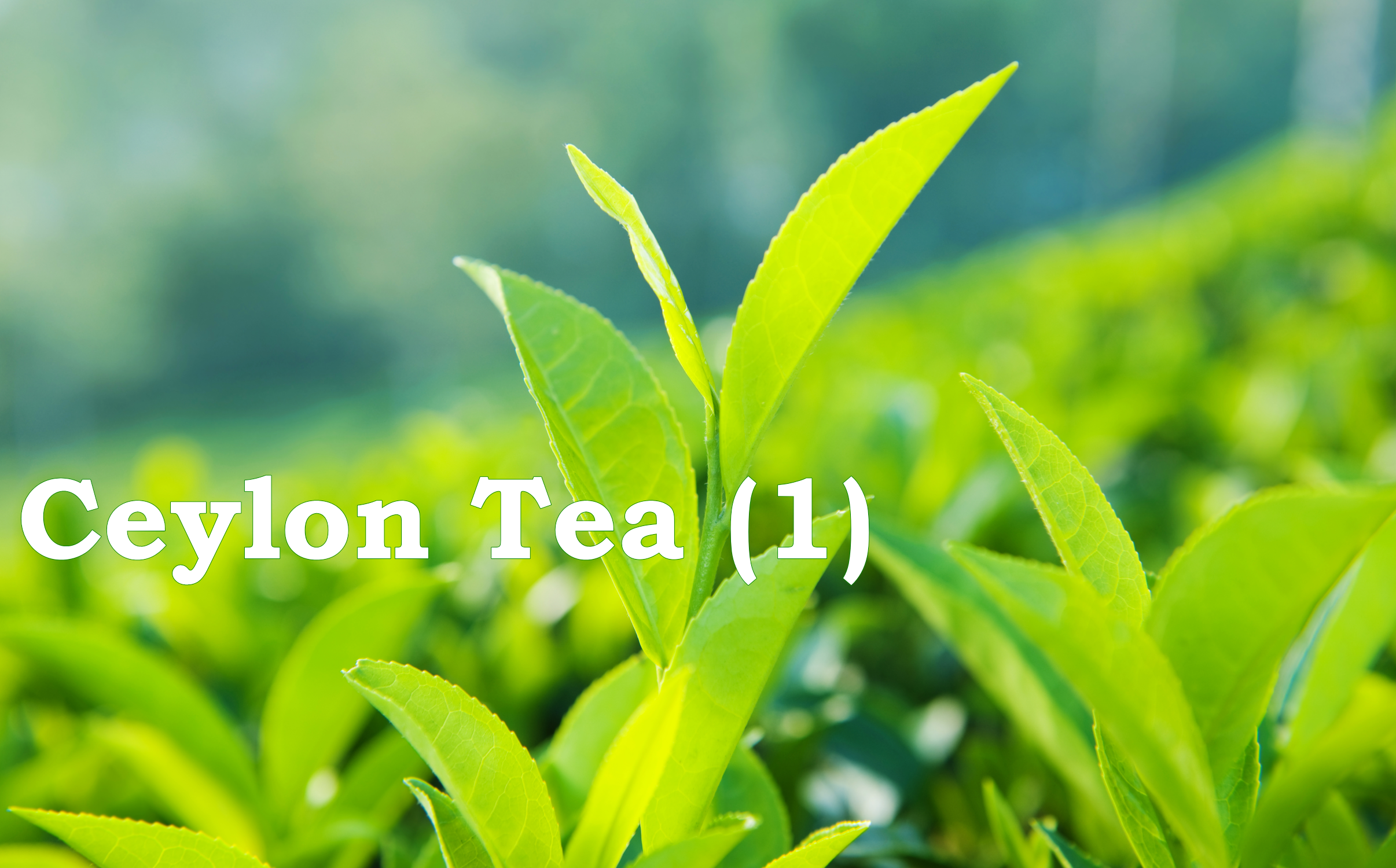 Ceylon tea (1)