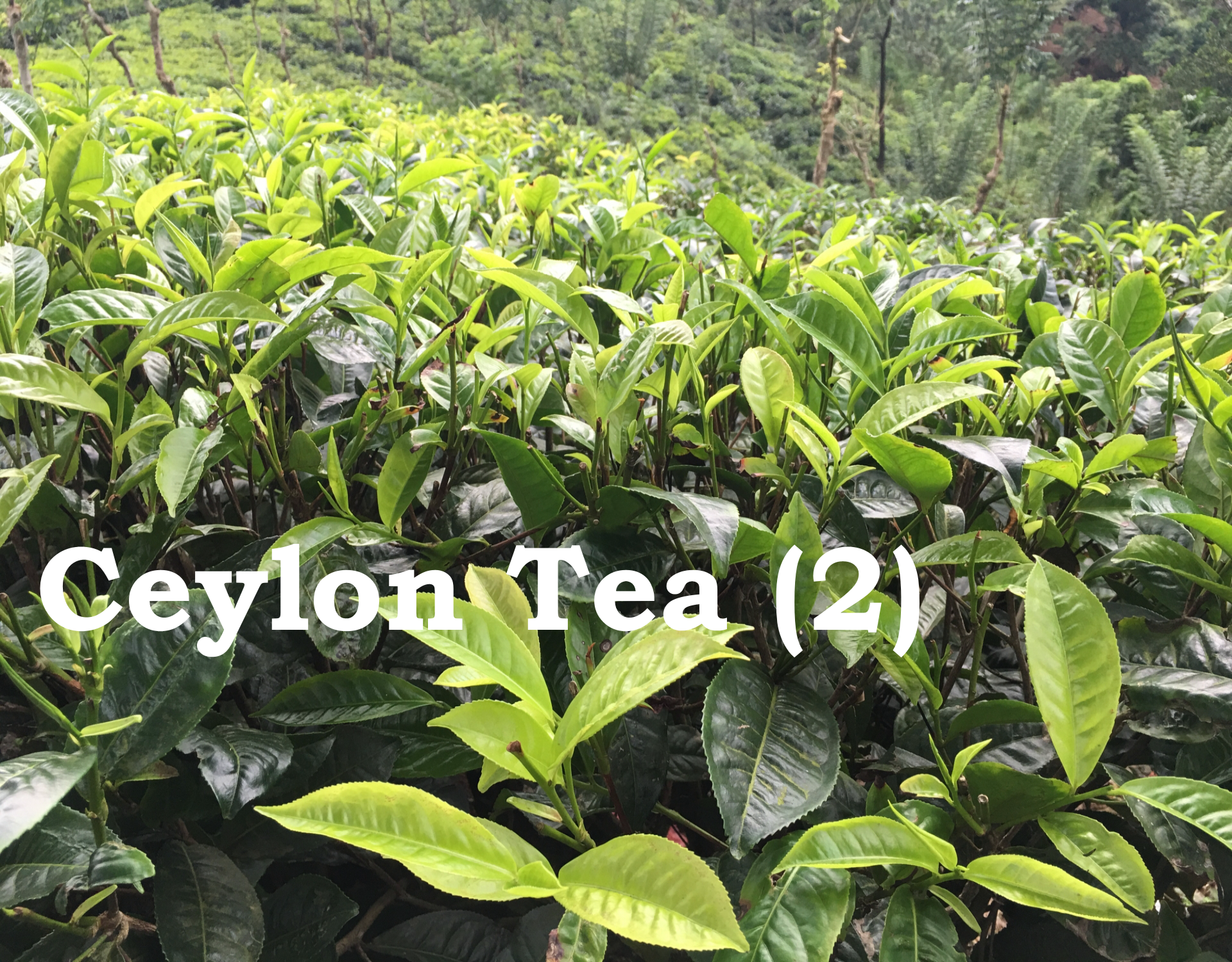 Ceylon Tea (2)