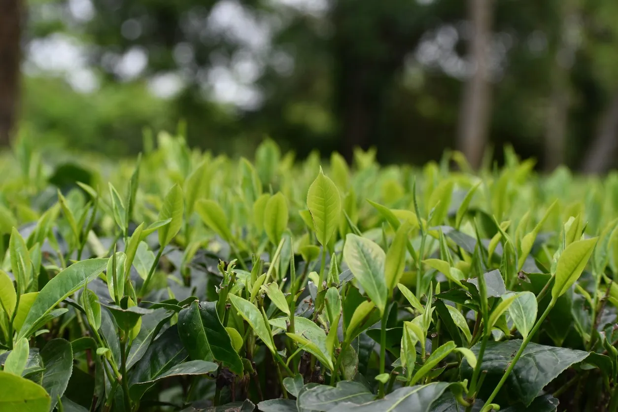 India tea (５)　Darjeeling