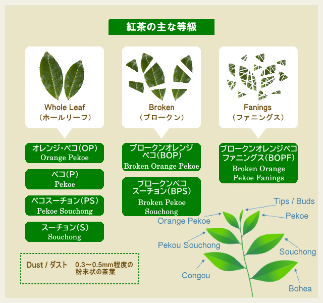 紅茶の主な等級