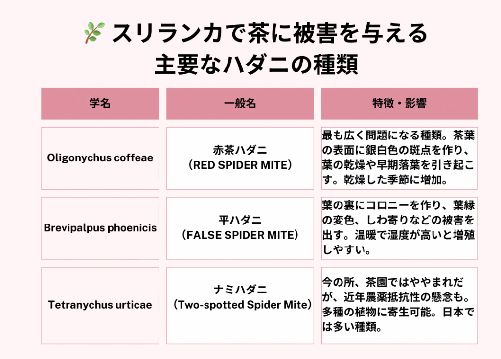 スリランカで茶に被害を与える 主要なハダニの種類