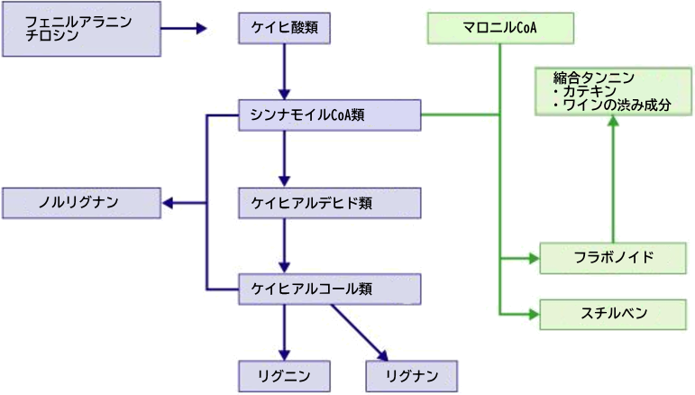 フェニルプロパノイド経路