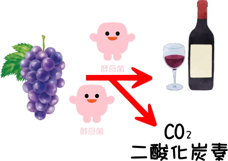 発酵の仕組み