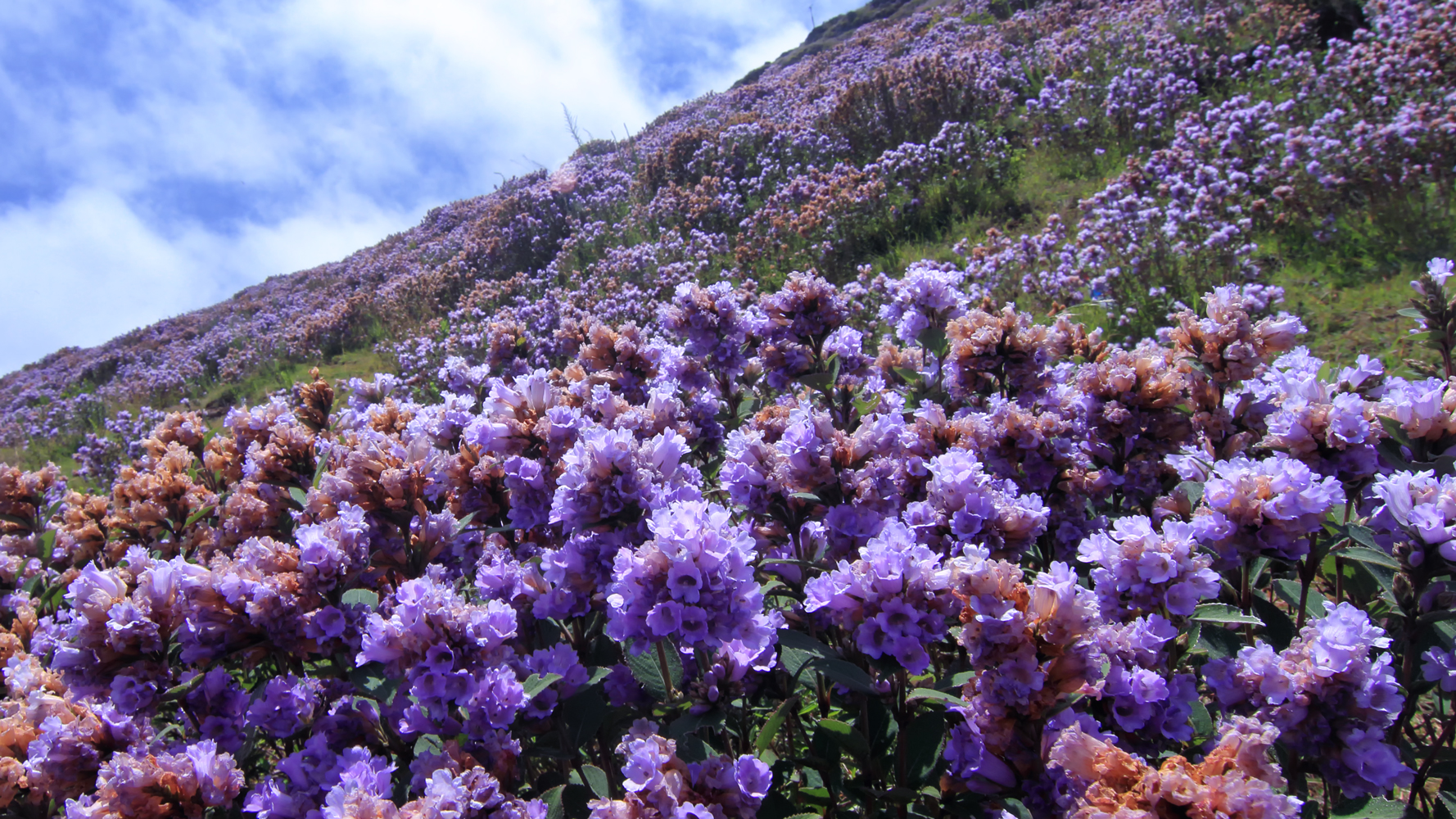 ニーラクリンジの花。青紫色の花が一面に咲き誇る様子。