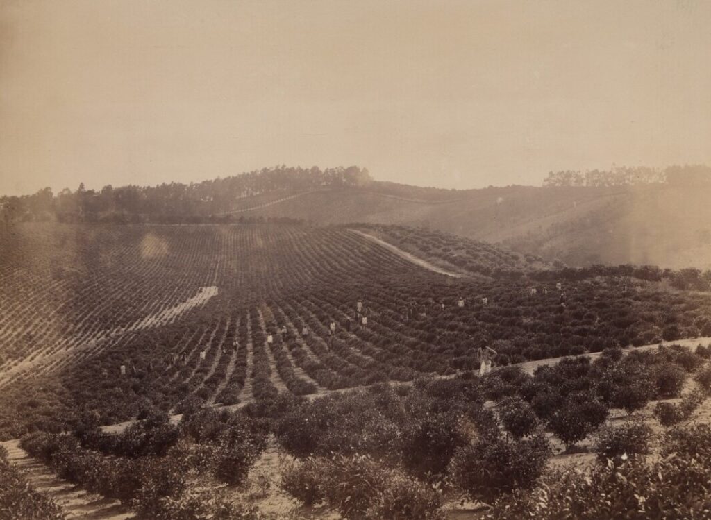南アフリカ・クワズール・ナタール州の英領植民地期の紅茶プランテーション